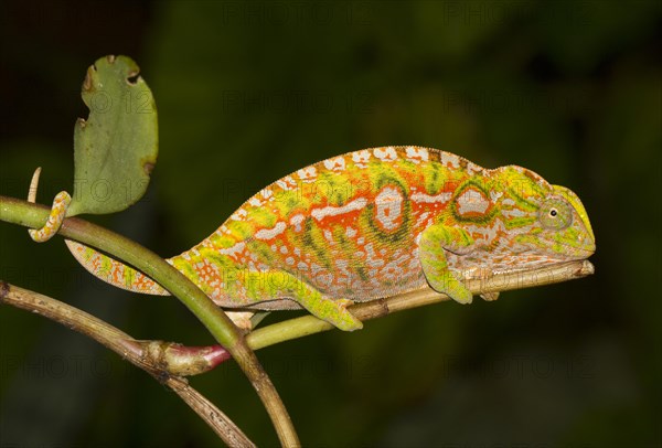 Carpet chameleon