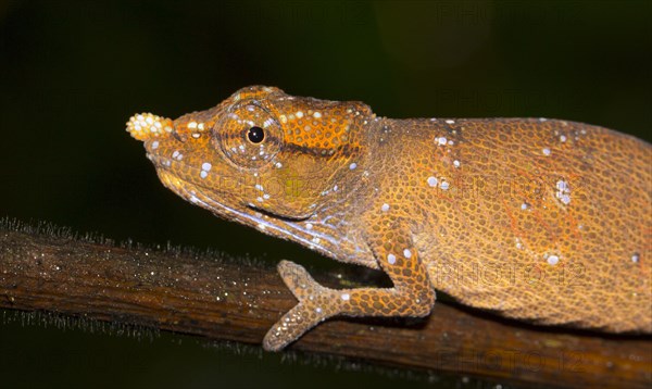 Nose-horned Chameleon