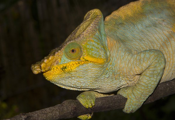 Parson's chameleon