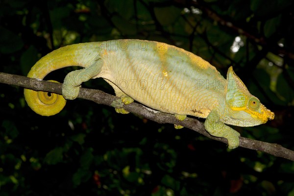 Parson's chameleon