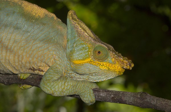 Parson's chameleon