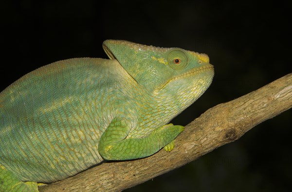 Parson's chameleon