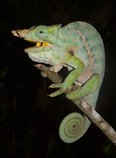 Chameleon