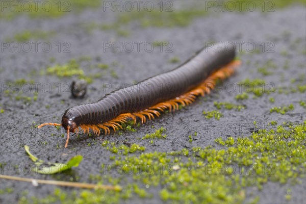 Millipede