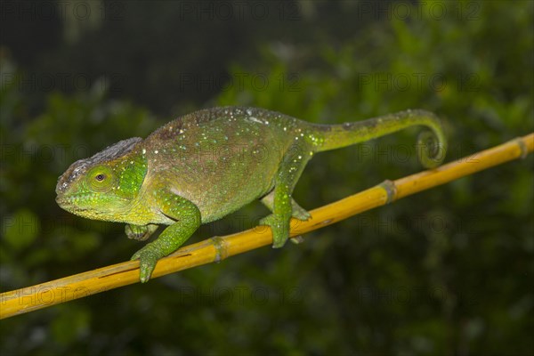 O'Shaughnessy's chameleon