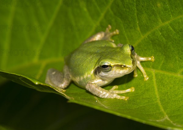 Madagascar frog