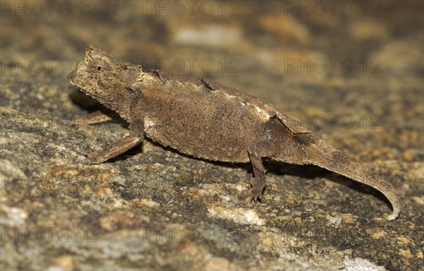 Brookesia brunoi