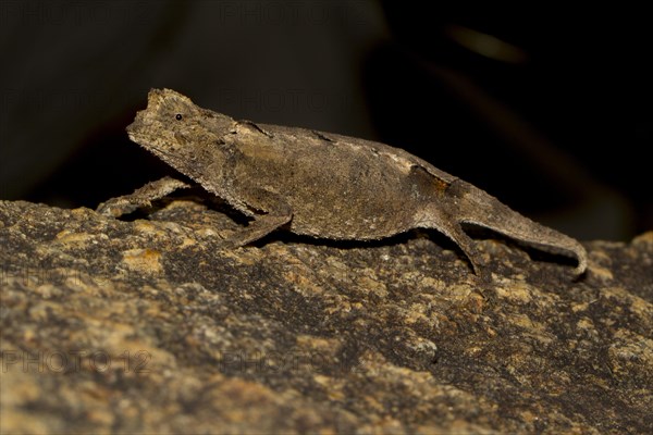 Leaf chameleon