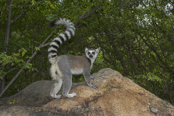 Ring-tailed Lemur