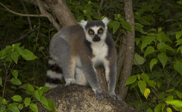 Ring-tailed Lemur