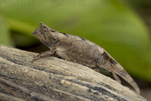 Leaf chameleon