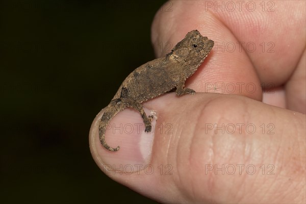 Brookesia brunoi