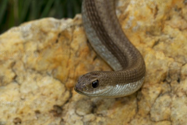 Blonde hognose snake