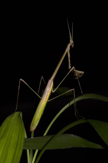 Praying mantis