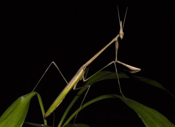 Mantis