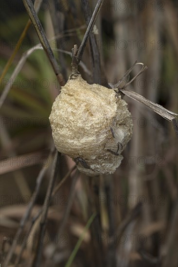 Ootheca of a praying mantis