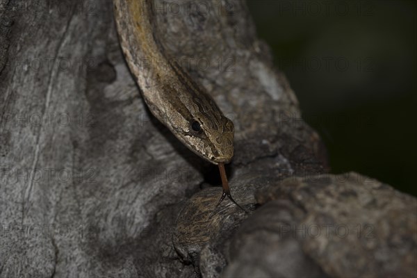 Common Big-eyed Snake