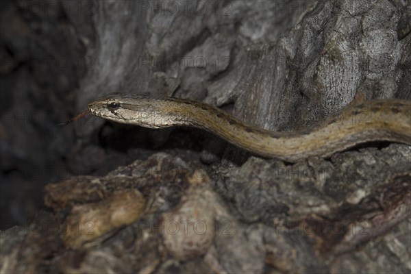 Common Big-eyed Snake