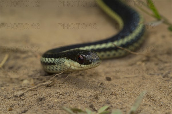 Lateral water snake