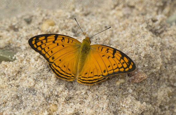 Leopard butterfly