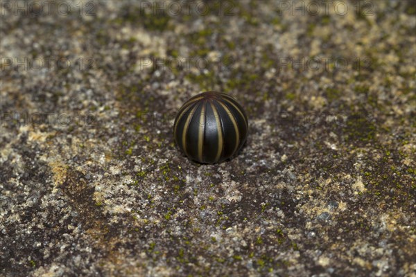 Giant pill millipede