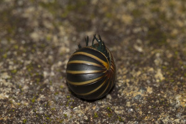 Giant pill millipede