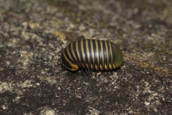 Giant pill millipede