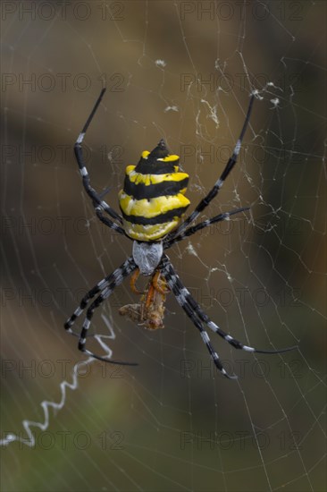 Wasp spider