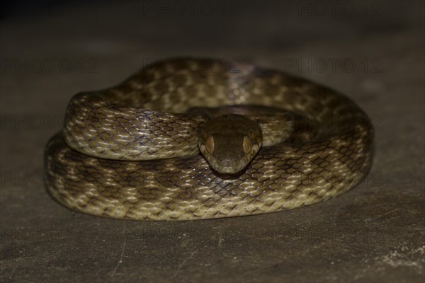 Madagascar night snake