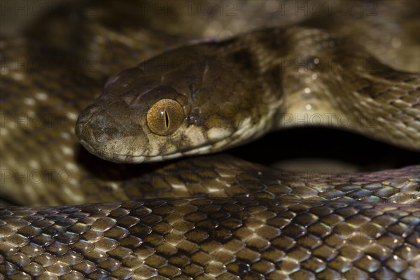 Madagascar night snake