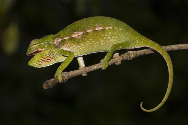 Chameleon