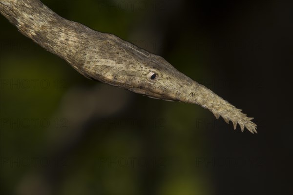 Malagasy leaf-nosed snake