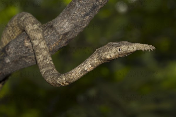 Malagasy leaf-nosed snake