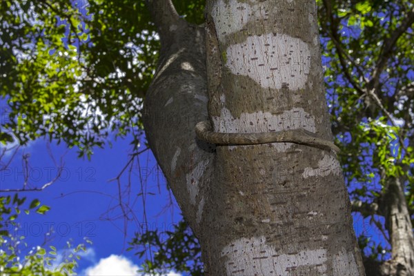 Malagasy leaf-nosed snake