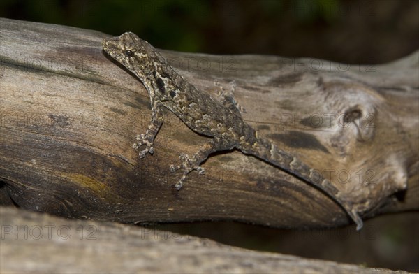 Madagascar Clawless Gecko