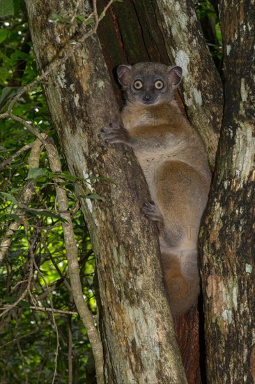 Hubbard's sportive lemur