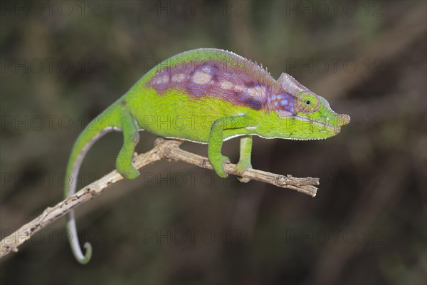 Antimena chameleon