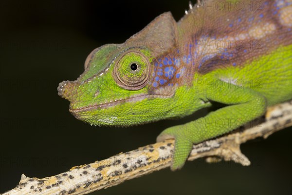 Antimena chameleon