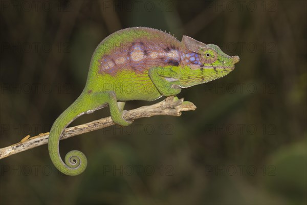 Antimena chameleon