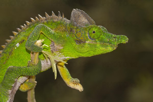 Antimena chameleon