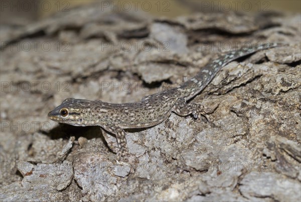 Madagascar Clawless Gecko