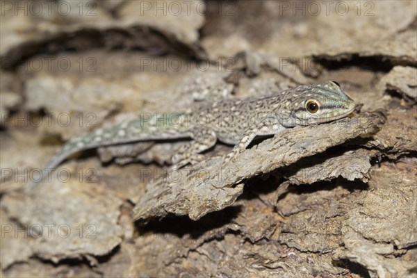 Madagascar Clawless Gecko