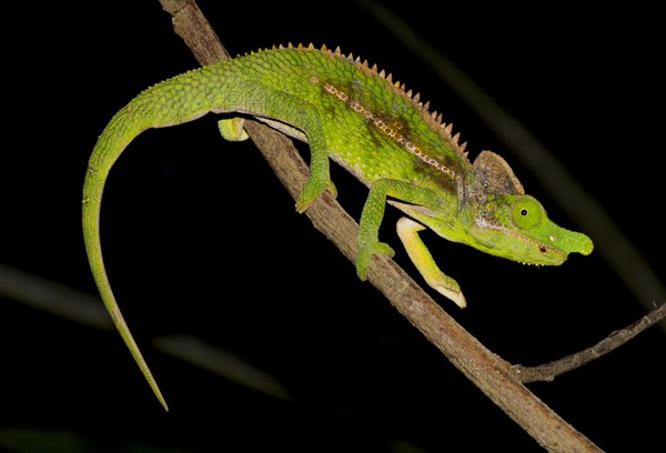 Antimena chameleon