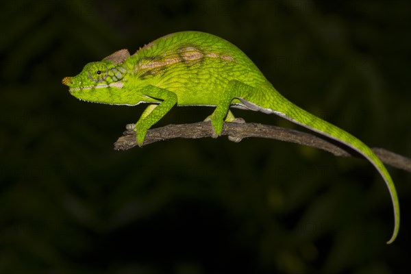 Antimena chameleon