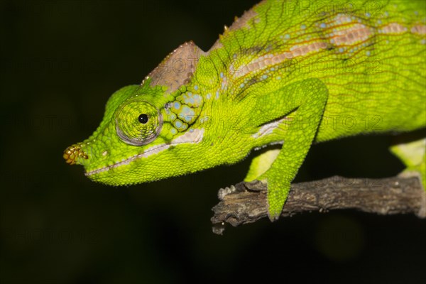 Antimena chameleon