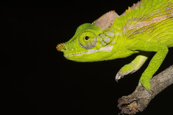 Antimena chameleon