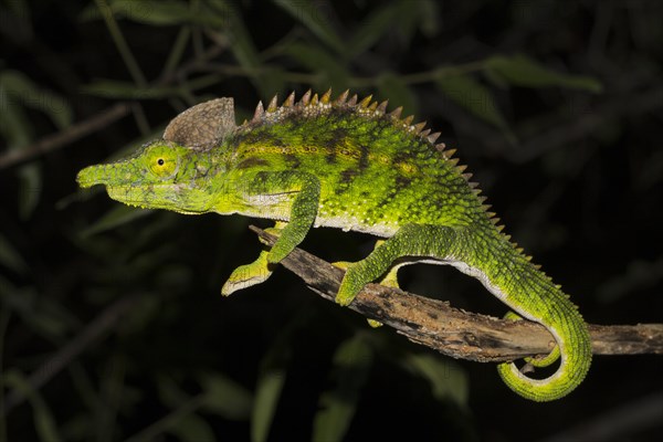 Antimena chameleon