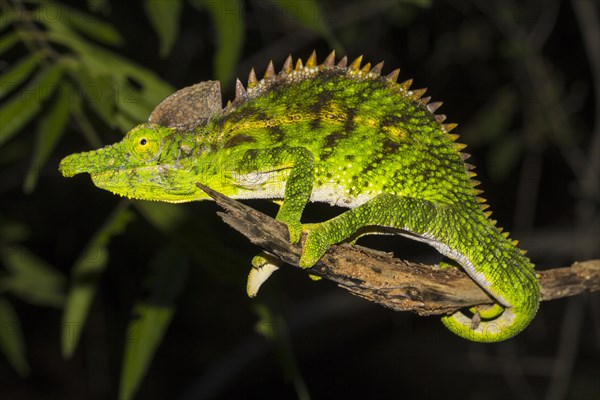 Antimena chameleon