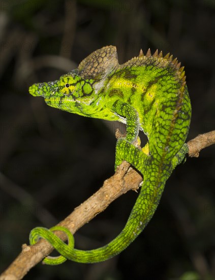 Antimena chameleon