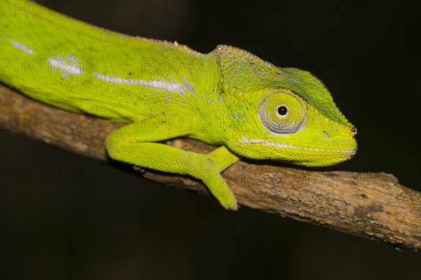 Belalanda Chameleon or Sangoritan'i Belalanda